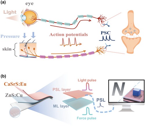 Mechano-optical artificial synapse